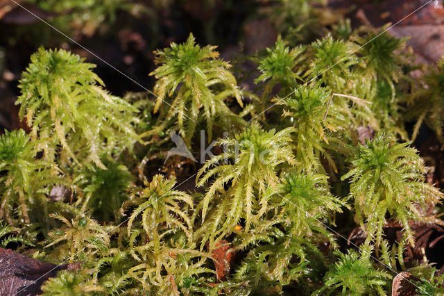 Spiky Bog-moss (Sphagnum squarrosum)