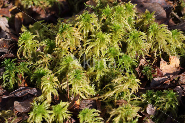 Spiky Bog-moss (Sphagnum squarrosum)