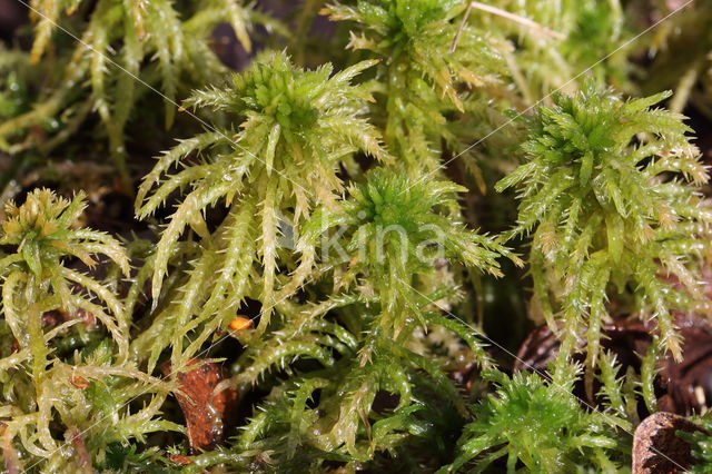 Haakveenmos (Sphagnum squarrosum)