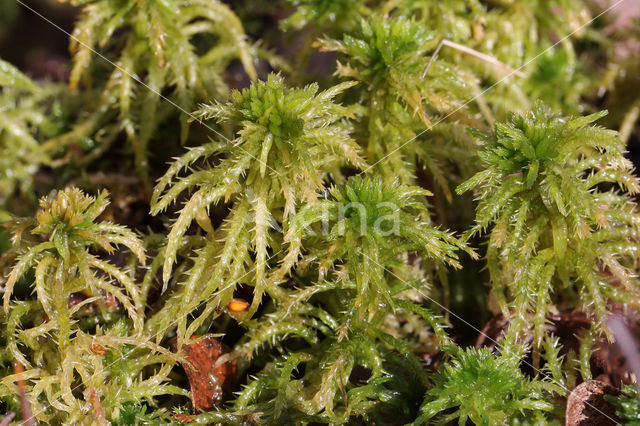 Haakveenmos (Sphagnum squarrosum)