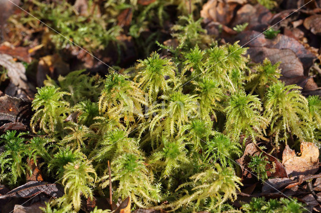 Spiky Bog-moss (Sphagnum squarrosum)