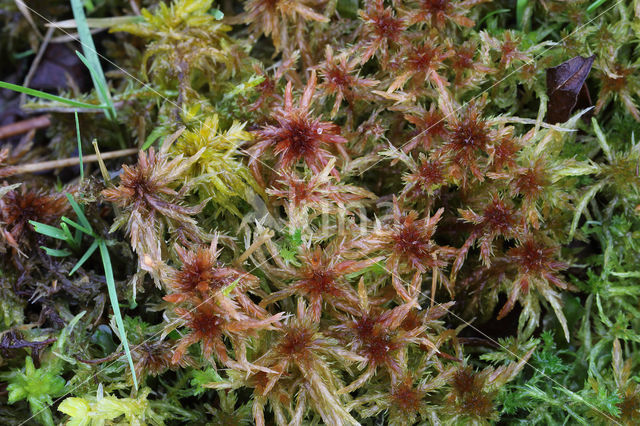 Glanzend veenmos (Sphagnum subnitens)