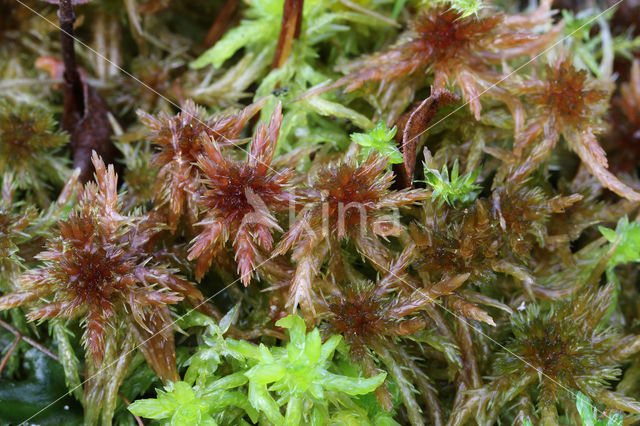 Glanzend veenmos (Sphagnum subnitens)