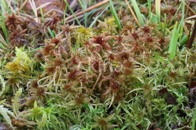 Glanzend veenmos (Sphagnum subnitens)