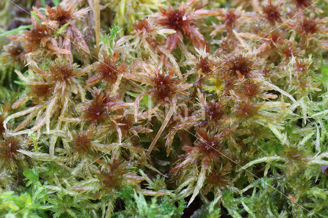 Glanzend veenmos (Sphagnum subnitens)