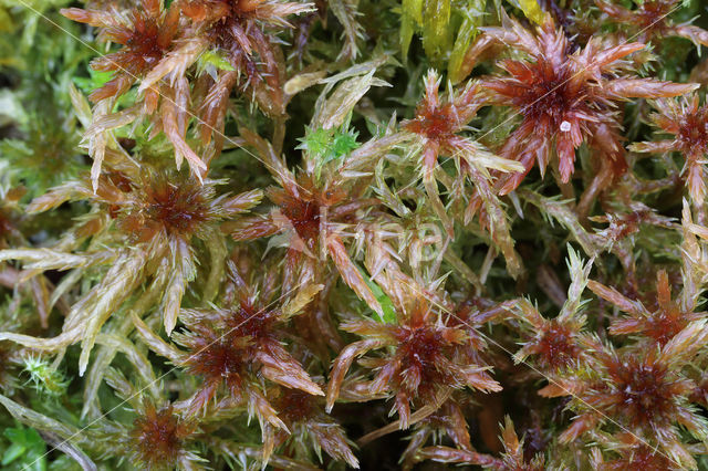 Glanzend veenmos (Sphagnum subnitens)