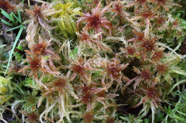 Glanzend veenmos (Sphagnum subnitens)