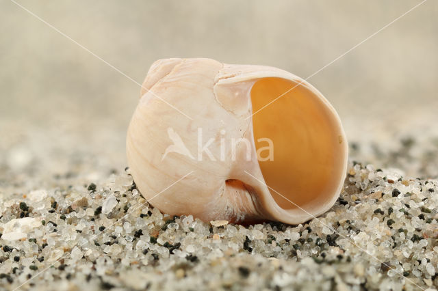 Common Necklace-shell (Euspira nitida)