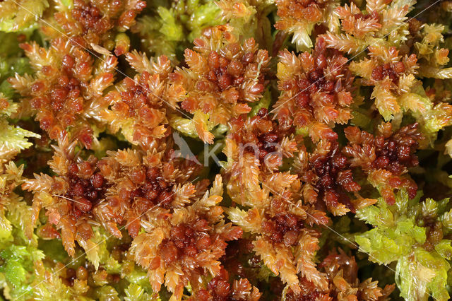 Papillose Bog-moss (Sphagnum papillosum)