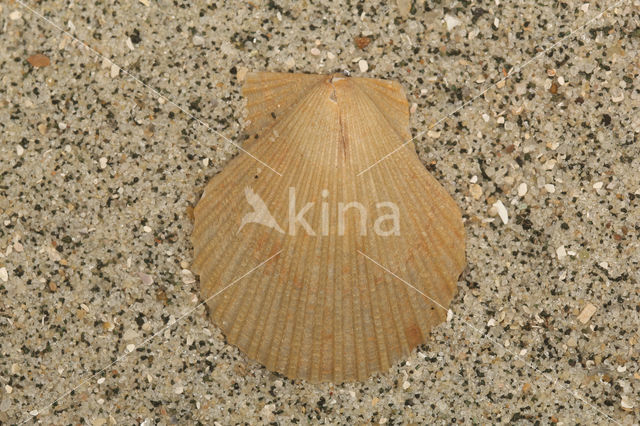 Queen Scallop (Aequipecten opercularis)