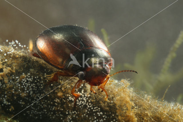 Agabus labiatus