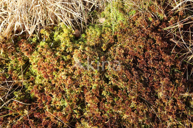 Papillose Bog-moss (Sphagnum papillosum)