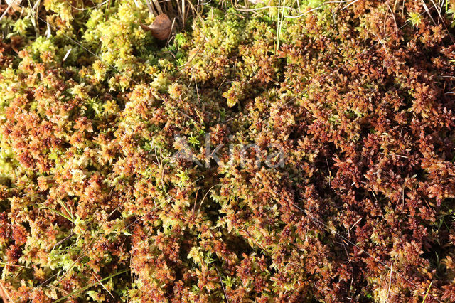 Papillose Bog-moss (Sphagnum papillosum)