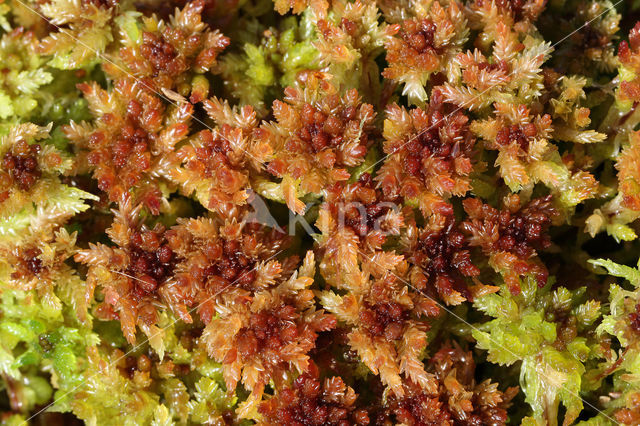 Wrattig veenmos (Sphagnum papillosum)