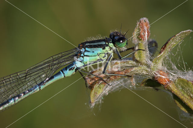 Maanwaterjuffer (Coenagrion lunulatum)