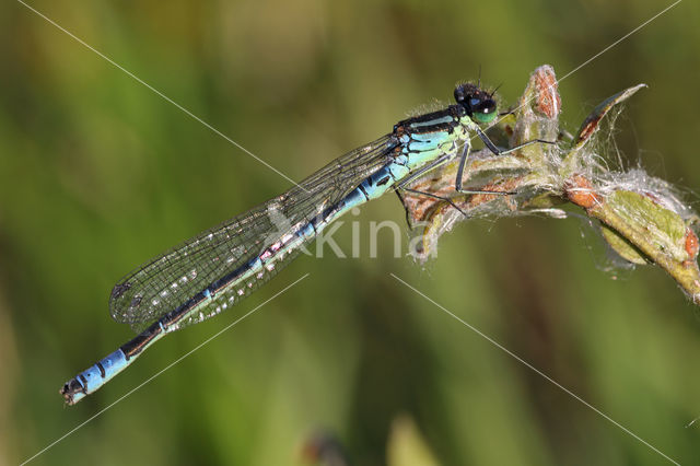 Maanwaterjuffer (Coenagrion lunulatum)