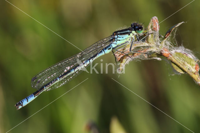 Irish Damselfly (Coenagrion lunulatum)