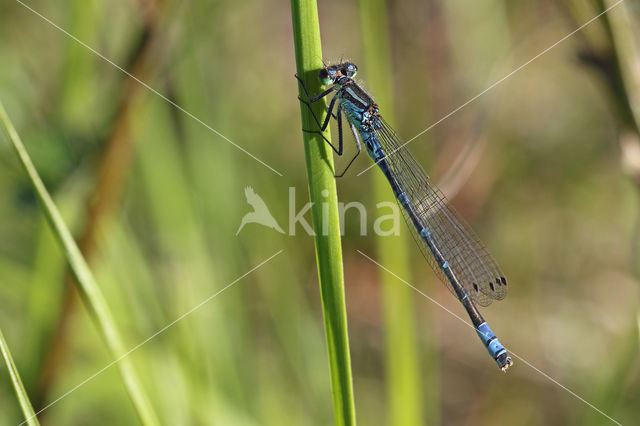 Maanwaterjuffer (Coenagrion lunulatum)