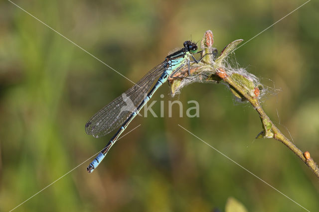 Irish Damselfly (Coenagrion lunulatum)