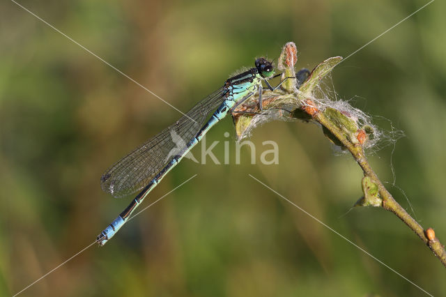 Irish Damselfly (Coenagrion lunulatum)