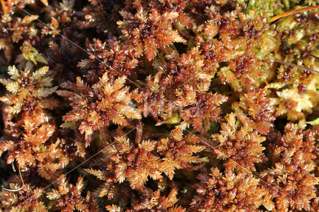 Papillose Bog-moss (Sphagnum papillosum)