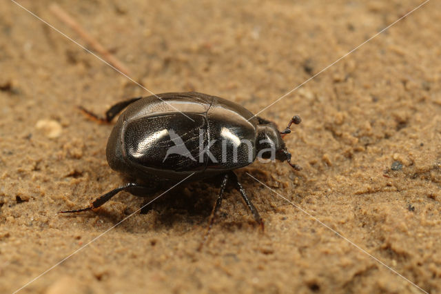 Saprinus semistriatus