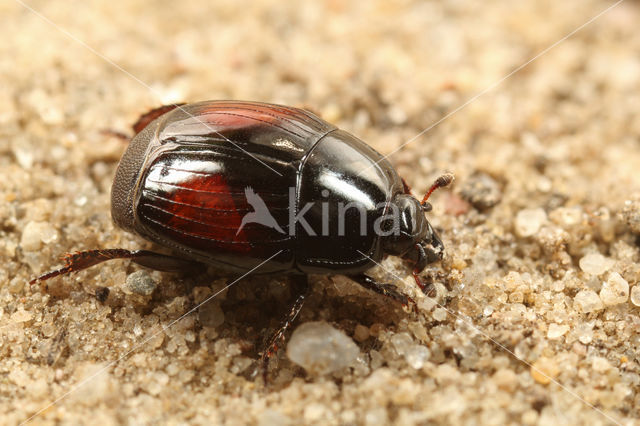 Margarinotus purpurascens