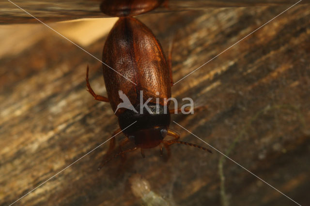 Hydroporus neglectus