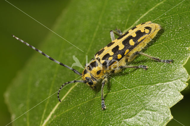 Ladder Populierenbok (Saperda scalaris)