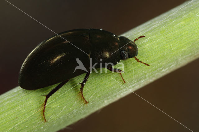 Limnoxenus niger