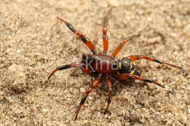 Steatoda phalerata