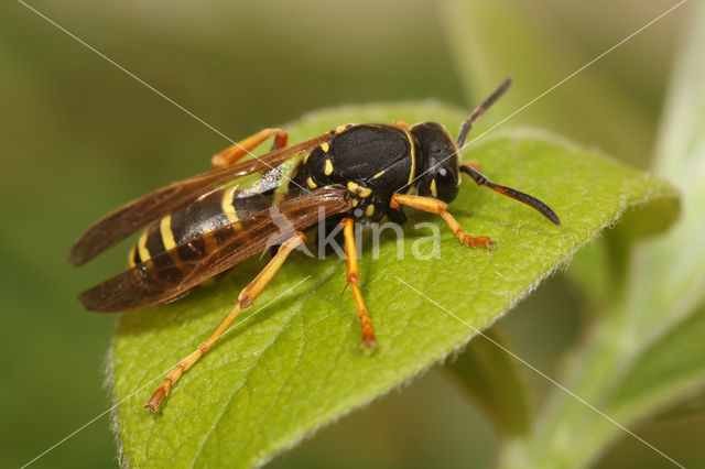 Bergveldwesp (Polistes biglumis)