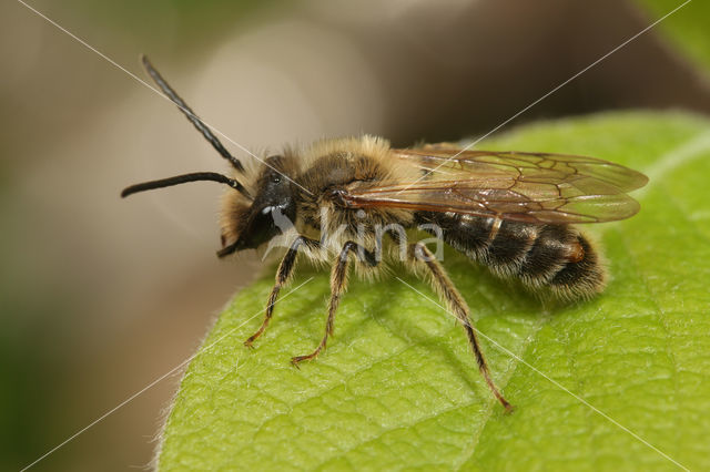 Meidoornzandbij (Andrena carantonica)