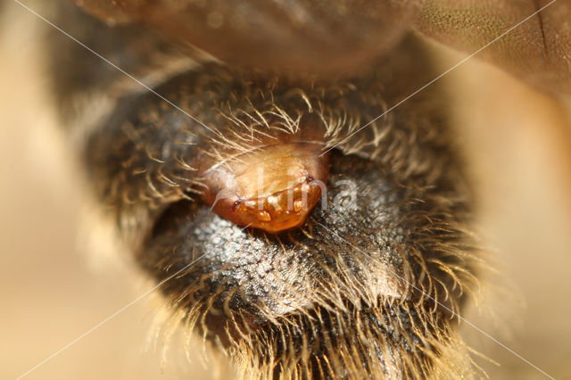 Andrena carantonica