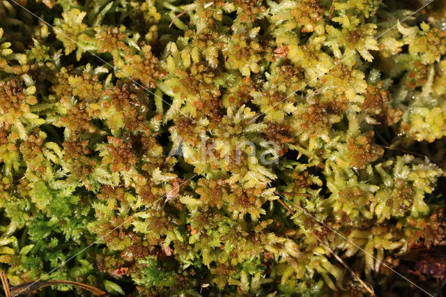 Blunt-leaved Bog-moss (Sphagnum palustre)