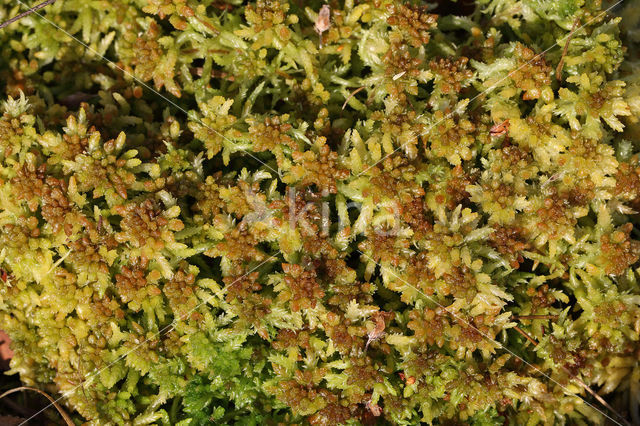 Blunt-leaved Bog-moss (Sphagnum palustre)