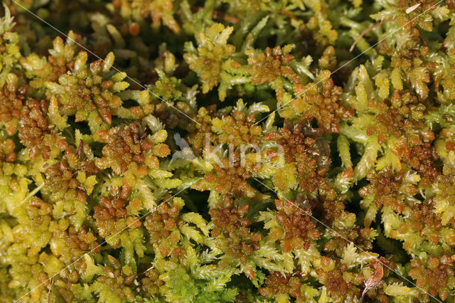 Blunt-leaved Bog-moss (Sphagnum palustre)