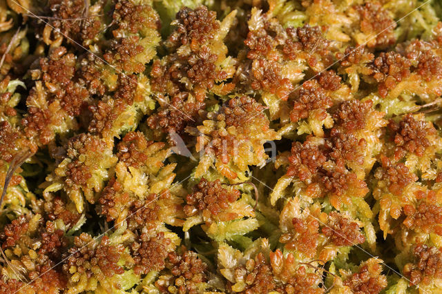 Gewoon veenmos (Sphagnum palustre)