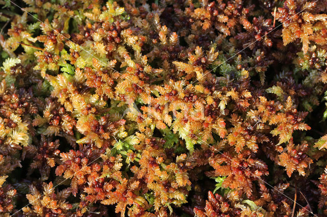 Blunt-leaved Bog-moss (Sphagnum palustre)