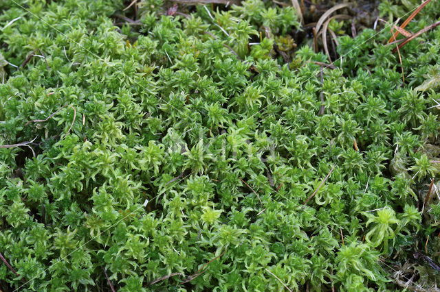 Geoord veenmos (Sphagnum denticulatum)