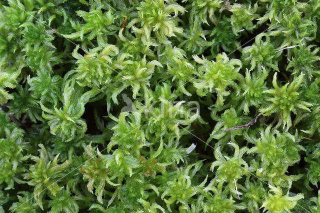 Geoord veenmos (Sphagnum denticulatum)