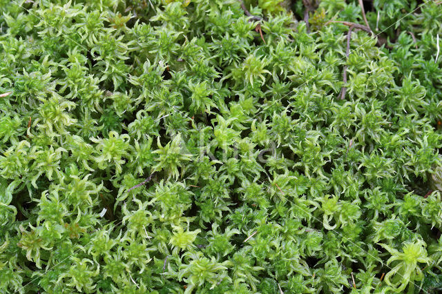 Cow-horn Bog-moss (Sphagnum denticulatum)