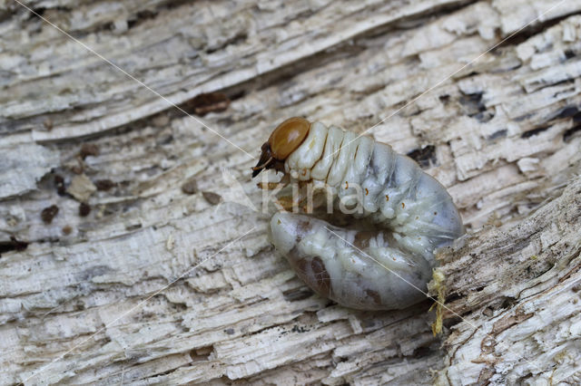 Small Stag Beetle (Dorcus parallelipipedus)