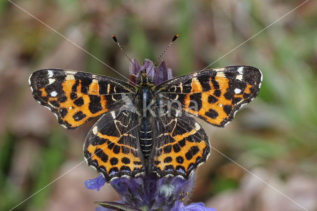 Landkaartje (Araschnia levana)