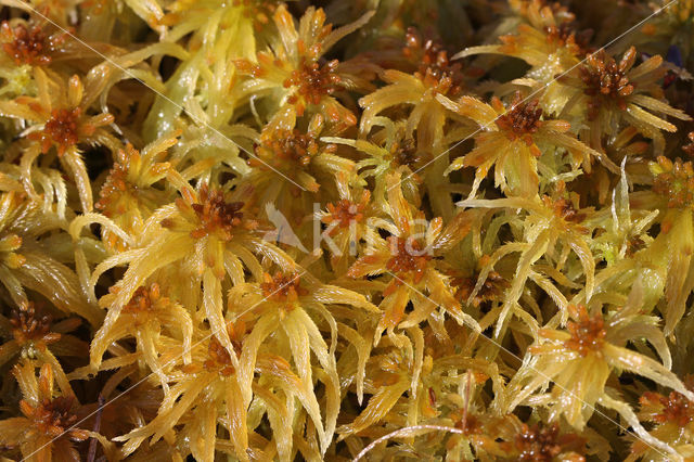 Fraai veenmos (Sphagnum fallax)