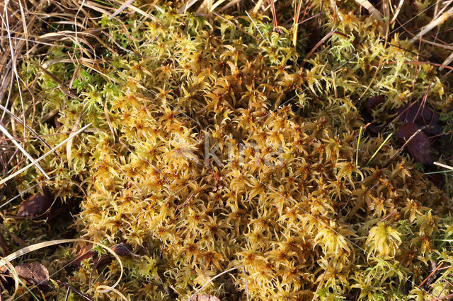 Flat-topped Bog-moss (Sphagnum fallax)