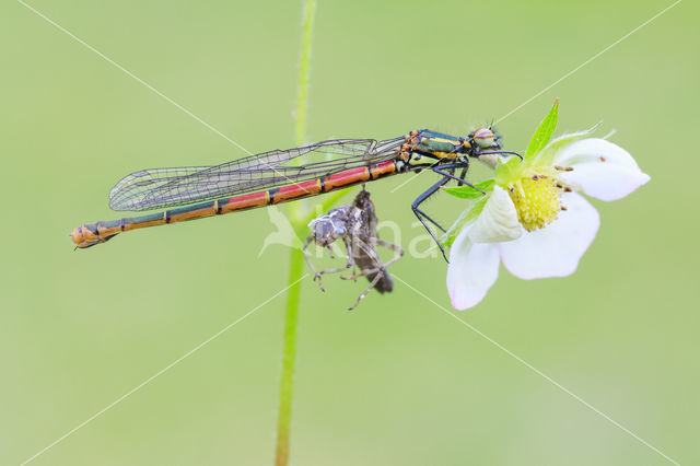 Large Red Damselfly (Pyrrhosoma nymphula)