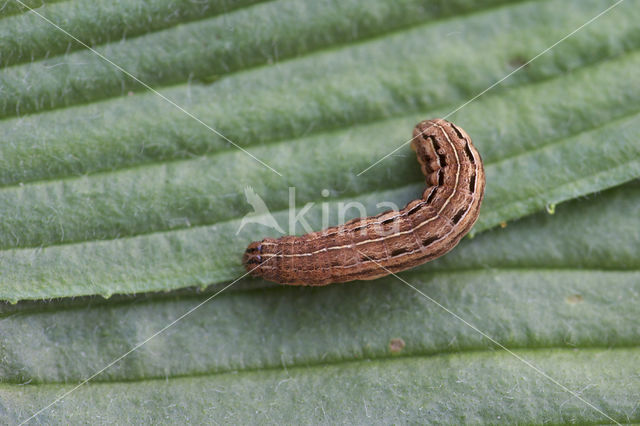 Vierkantvlekuil (Xestia xanthographa)