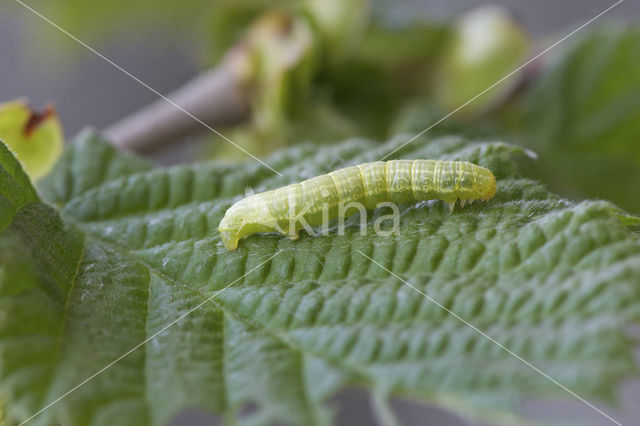 Kleine wintervlinder (Operophtera brumata)