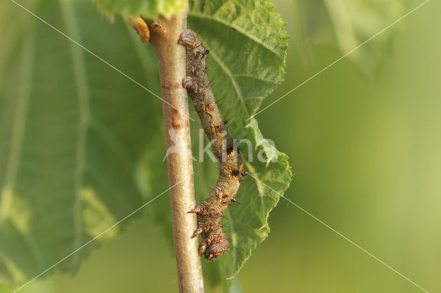 Perentak (Apocheima pilosaria)